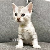 ジェネッタ
