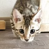 ベンガル