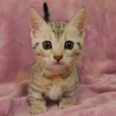 ジェネッタ