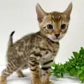 ベンガル