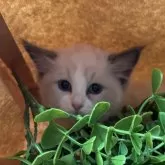 ラグドール【京都府・女の子・2024年11月2日・ブルーポイントバイカラー】の写真1