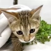 ジェネッタ【京都府・女の子・2025年8月29日・ブラウンスポテッドタビー】の写真3