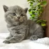 ブリティッシュショートヘア【京都府・男の子・2025年7月1日・ブルー】の写真4