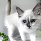 ラグドール【京都府・女の子・2025年5月21日・ブルーポイントバイカラー】の写真3