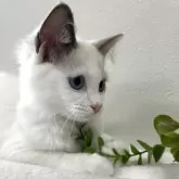 ラグドール【京都府・女の子・2025年4月2日・ブルーポイントバイカラー】の写真7