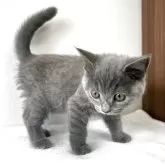 ブリティッシュショートヘア【京都府・女の子・2025年7月1日・ブルー】の写真5