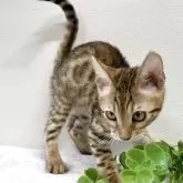 ベンガル【京都府・女の子・2025年9月1日・ブラウンスポテッドタビー】の写真5