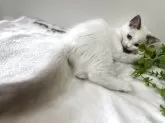ラグドール【京都府・女の子・2025年4月2日・ブルーポイントバイカラー】の写真8