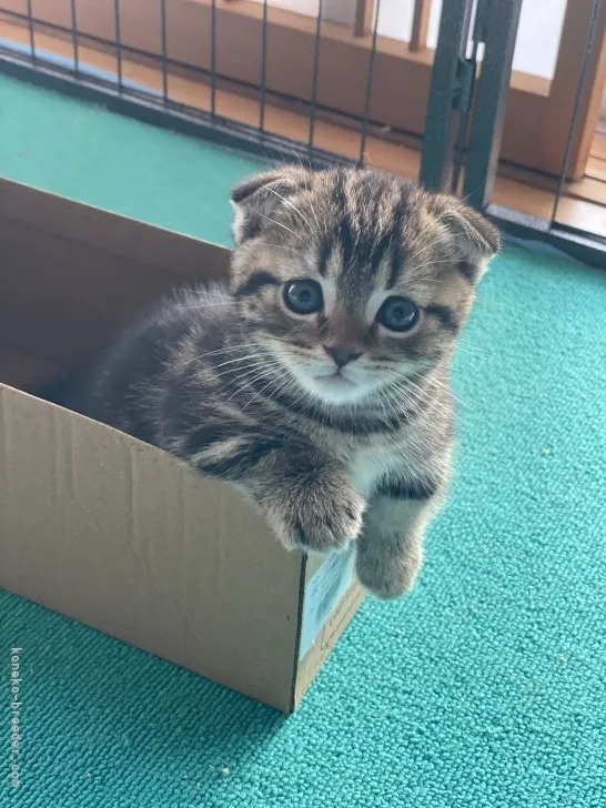 ID:2205-02016の子猫