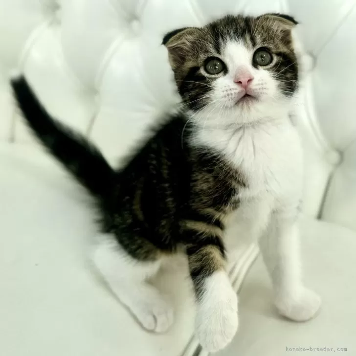 ID:2410-02428の子猫
