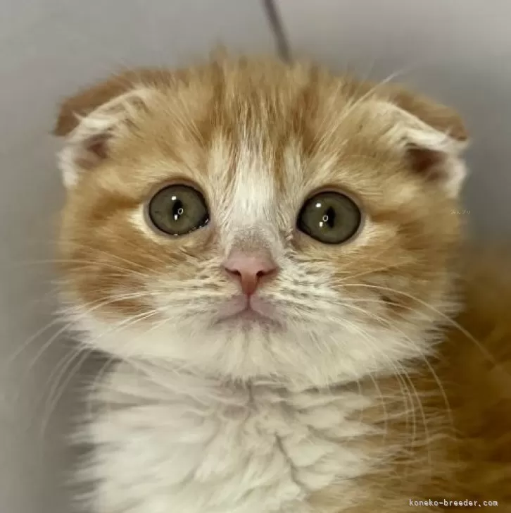 ID：2401-01106の子猫