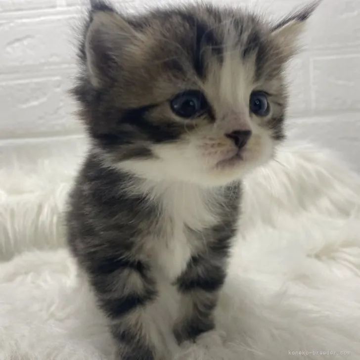 ID：2304-01709の子猫