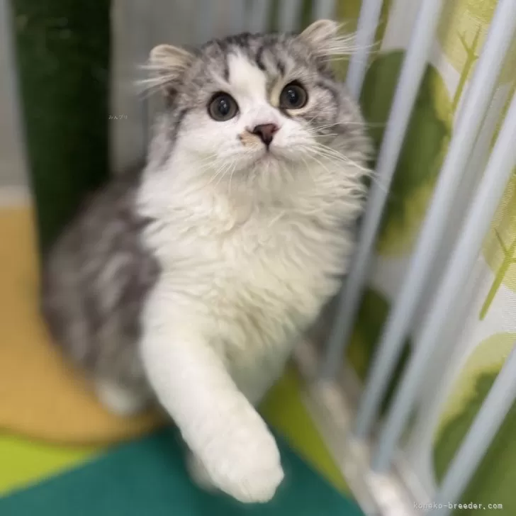 ID：2409-03317の子猫
