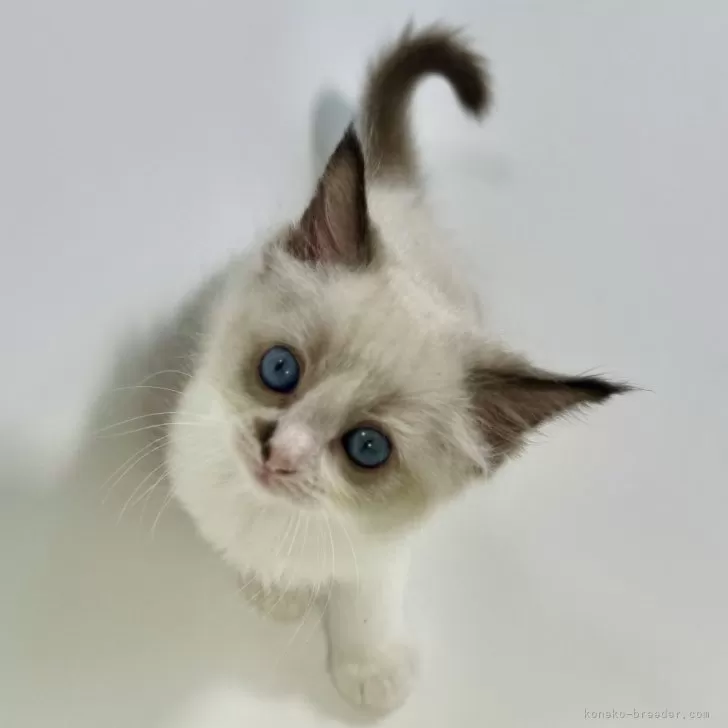 ID:2408-02450の子猫