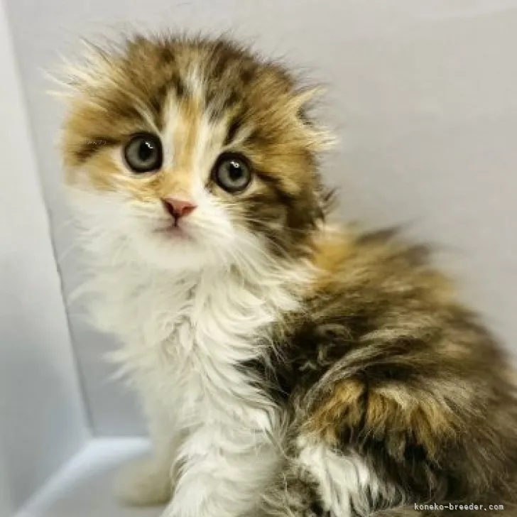 ID:2310-01917の子猫