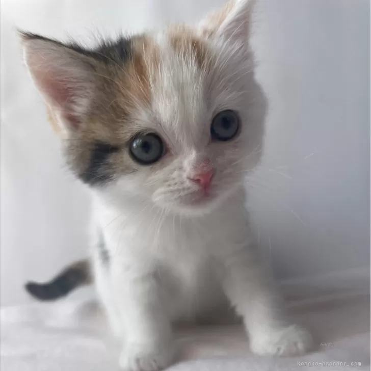 ID：2403-02033の子猫
