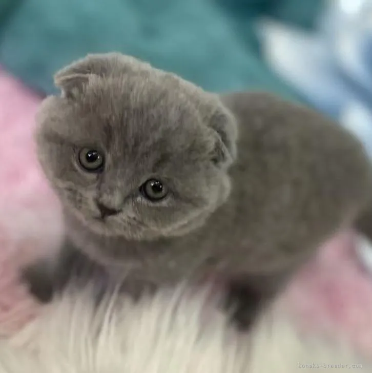 ID:2302-01213の子猫