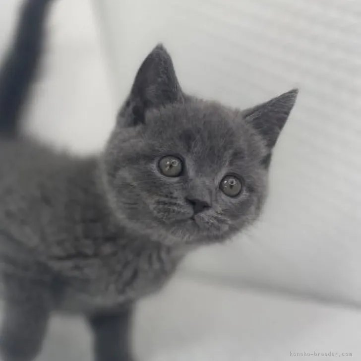 ID：2307-03272の子猫