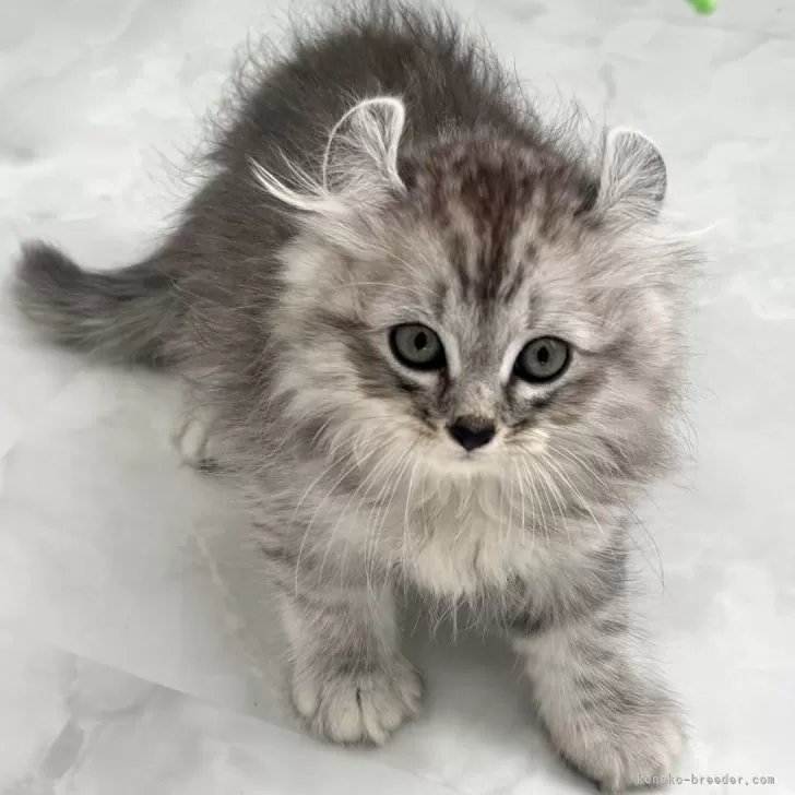 ID:2410-00458の子猫
