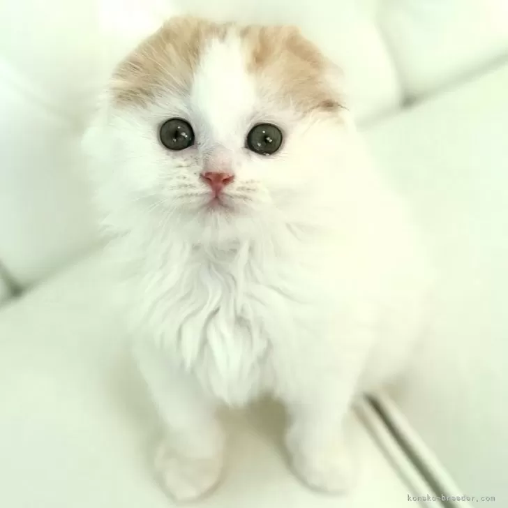ID：2410-01497の子猫