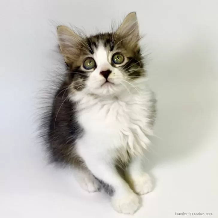 ID：2407-00218の子猫