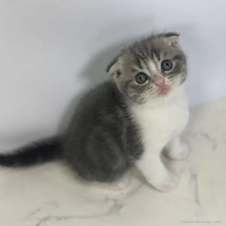 ID:2406-02625の子猫