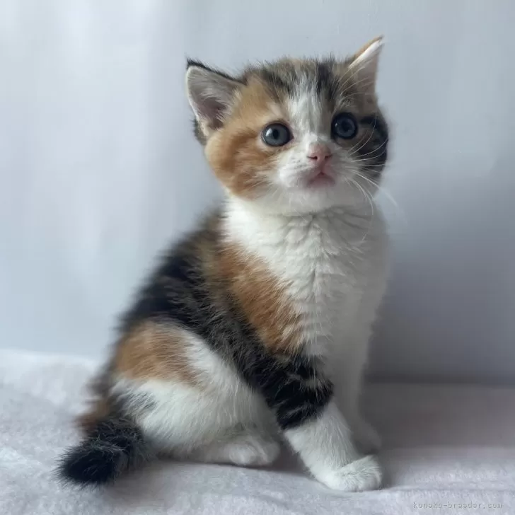 ID:2403-02032の子猫