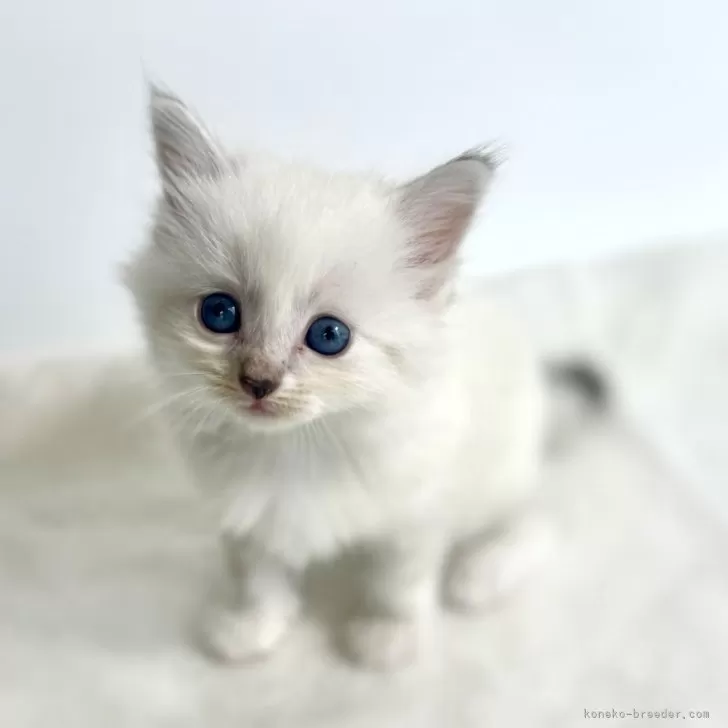 ID:2409-00008の子猫