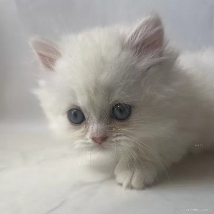 ID：2402-01979の子猫