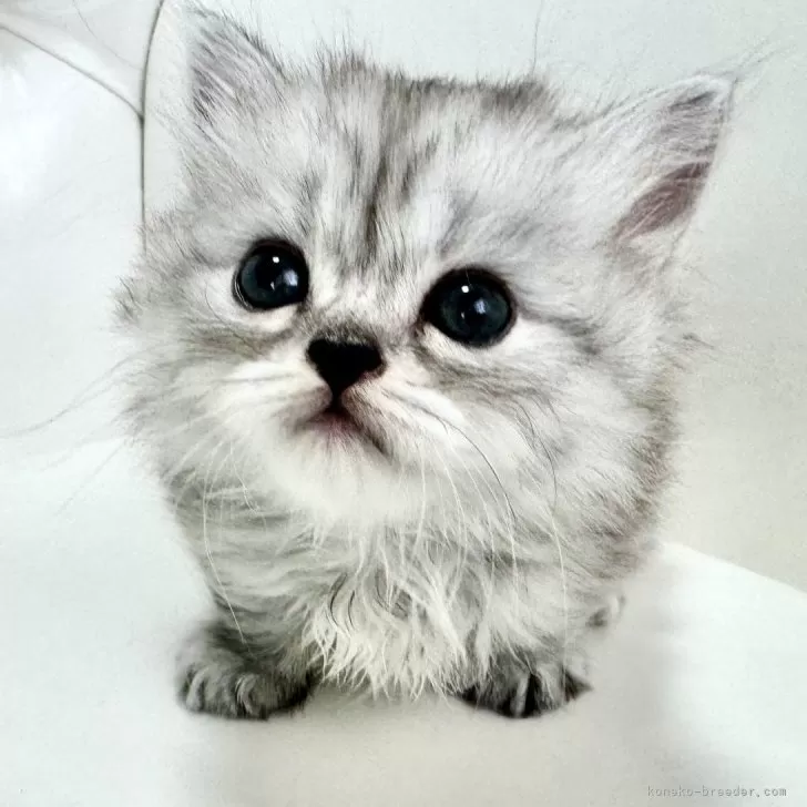 ID:2411-00114の子猫
