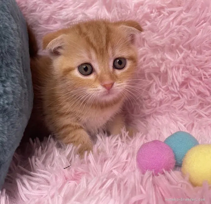 ID:2205-03356の子猫