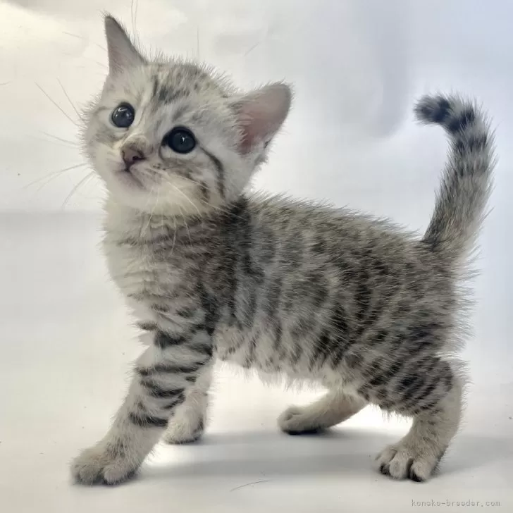 ID：2403-02774の子猫