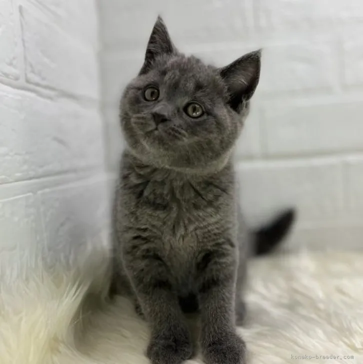 ID：2302-01219の子猫