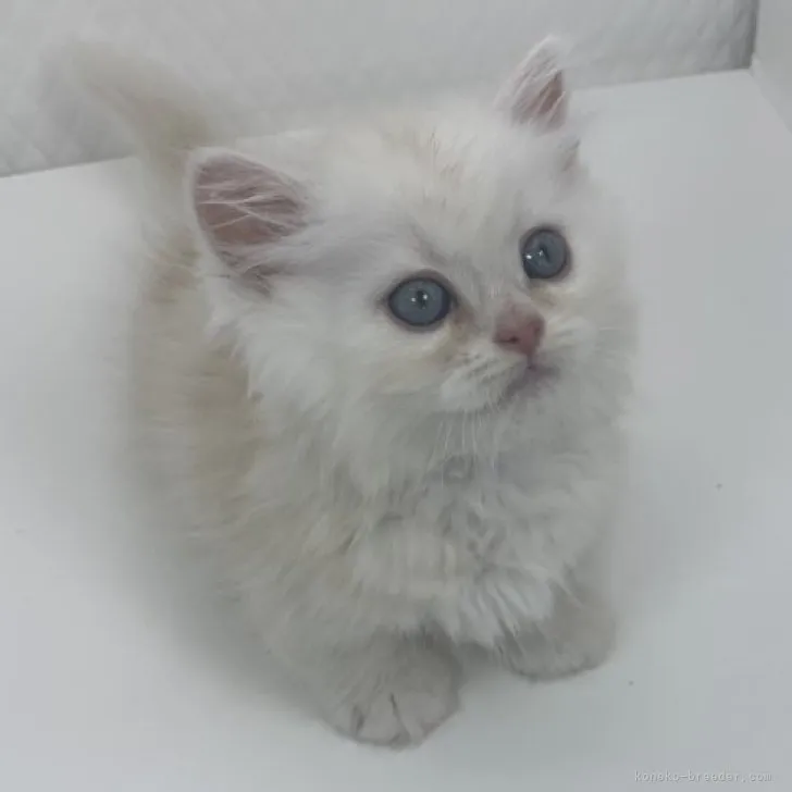 ID：2308-00392の子猫