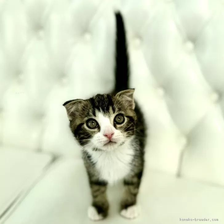 ID:2410-02427の子猫