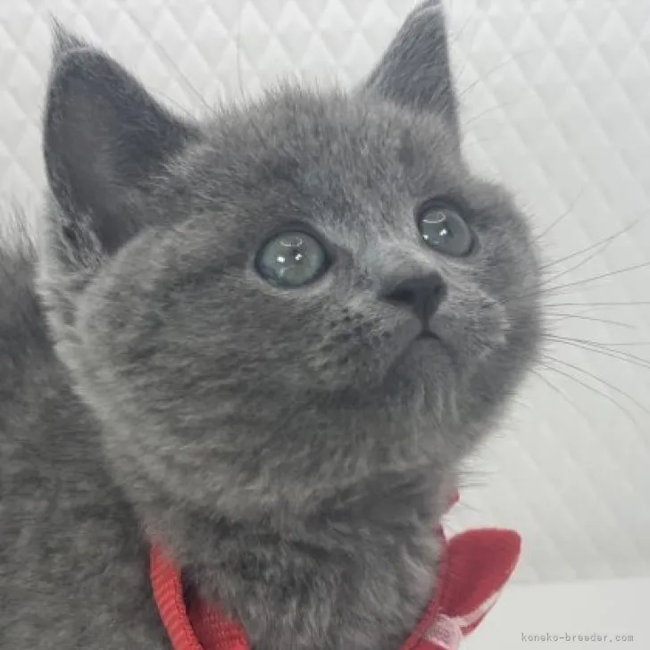 ID:2307-03275の子猫