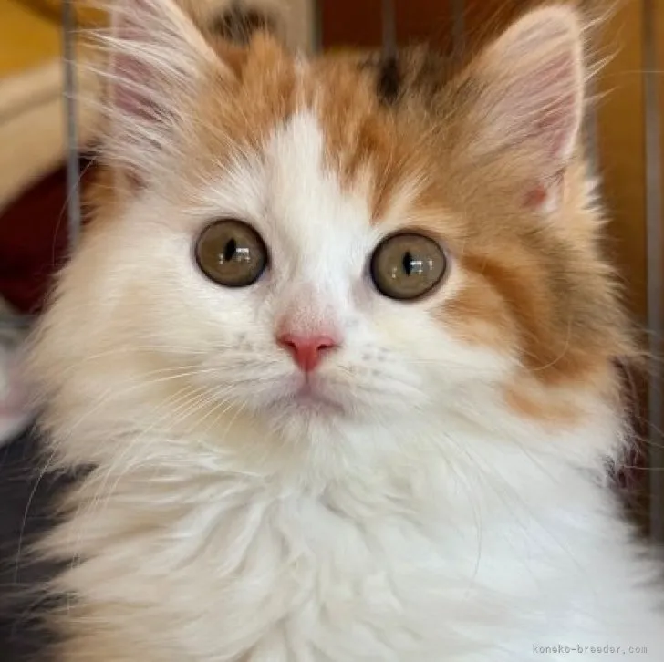 ID：2310-01373の子猫