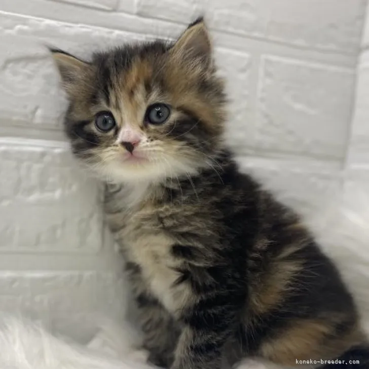 ID：2304-01710の子猫