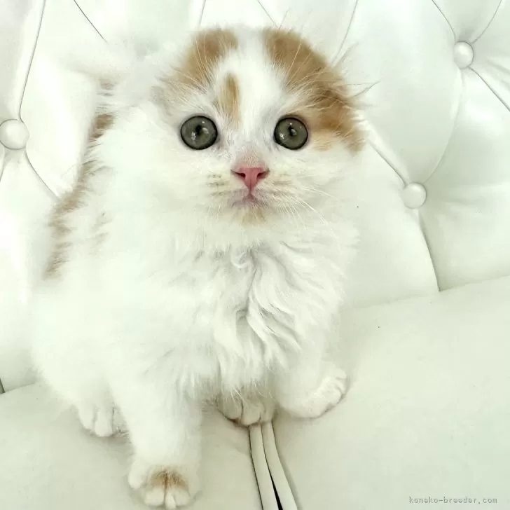 ID：2410-01499の子猫