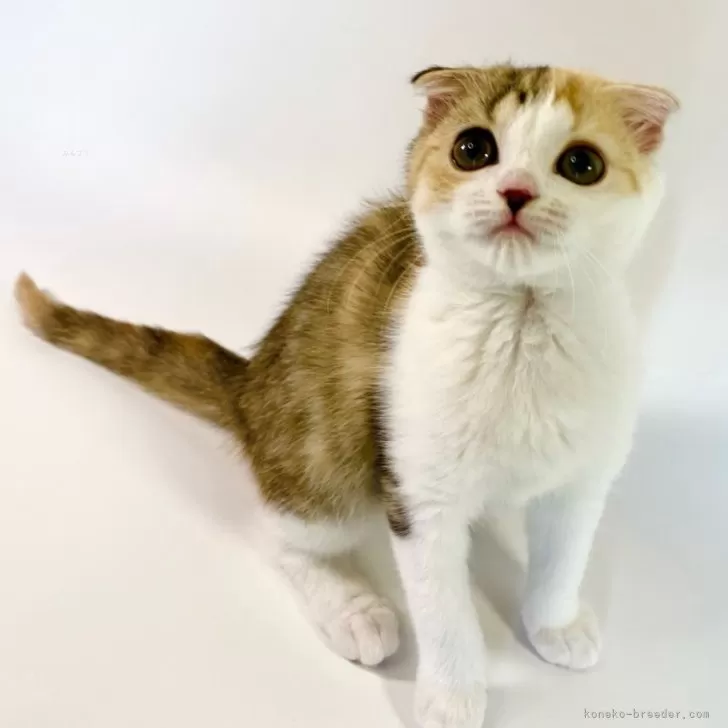 ID:2406-01739の子猫