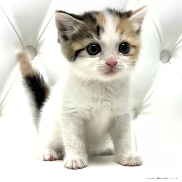 ID：2410-00542の子猫