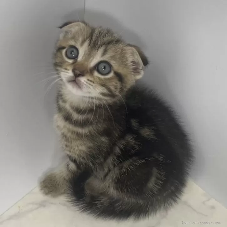ID：2406-01050の子猫