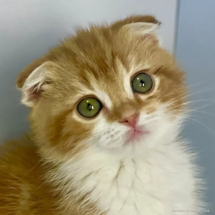 ID:2401-01108の子猫