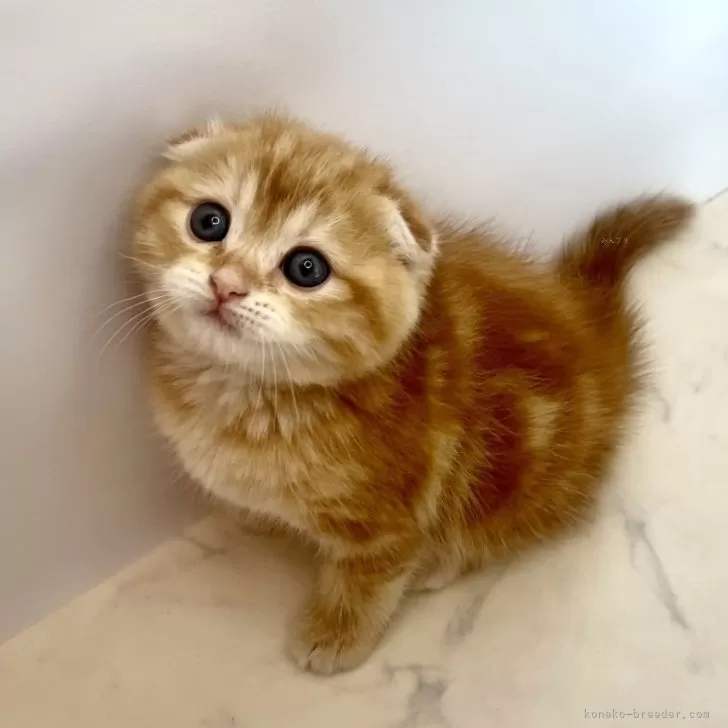 ID：2404-01423の子猫