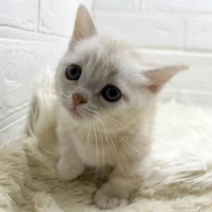 ID:2303-00442の子猫