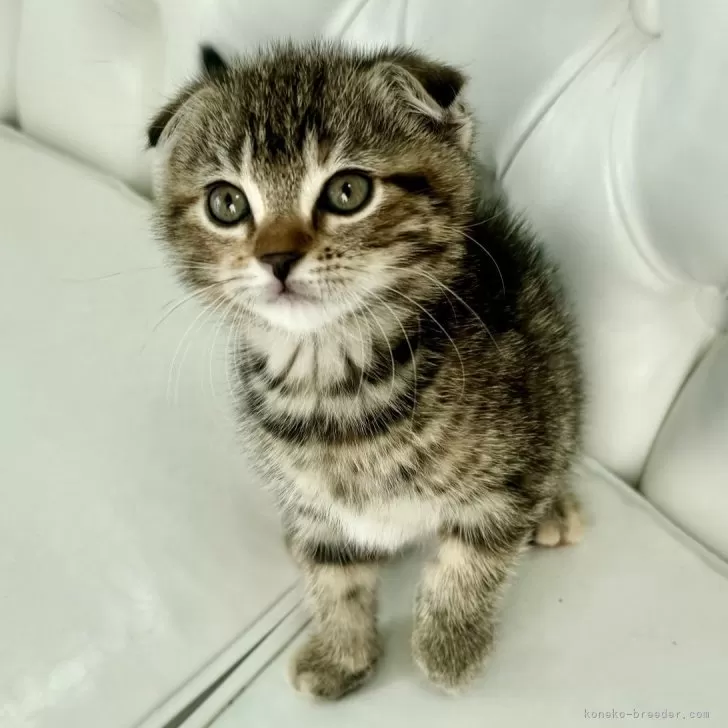 ID:2410-02429の子猫