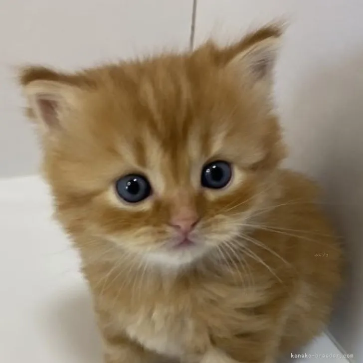 ID：2312-00880の子猫