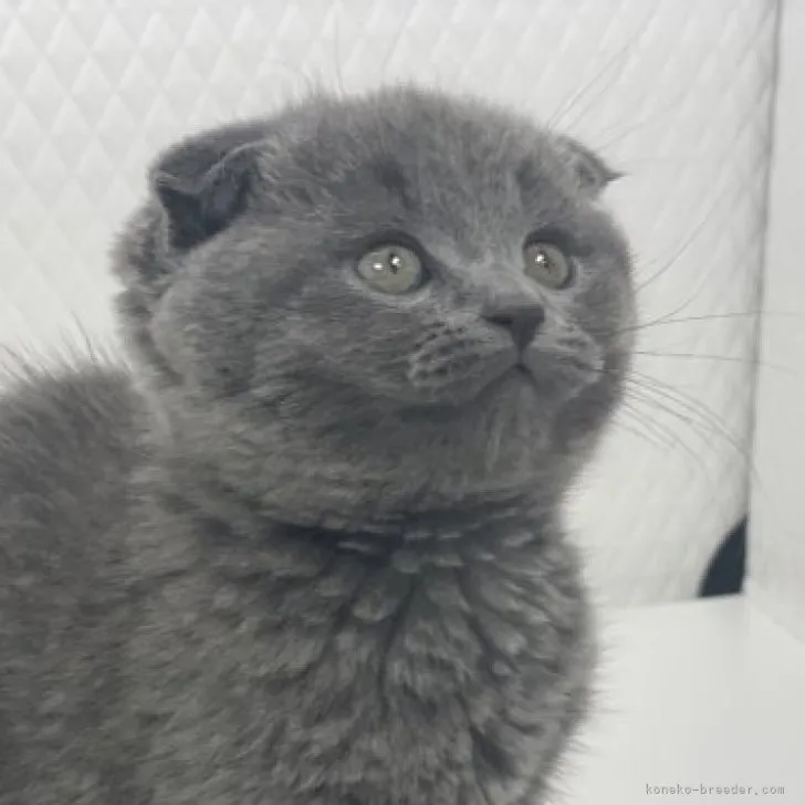 ID：2307-03273の子猫