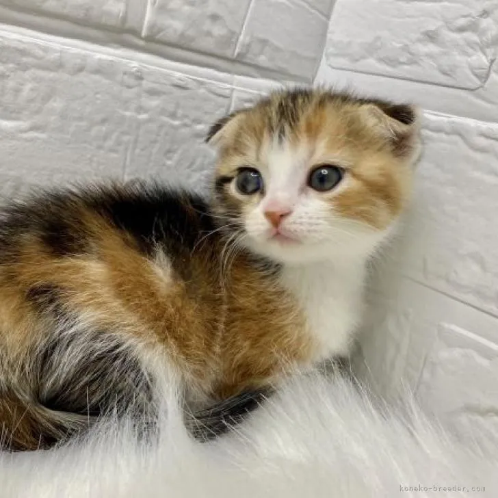 ID：2210-01752の子猫