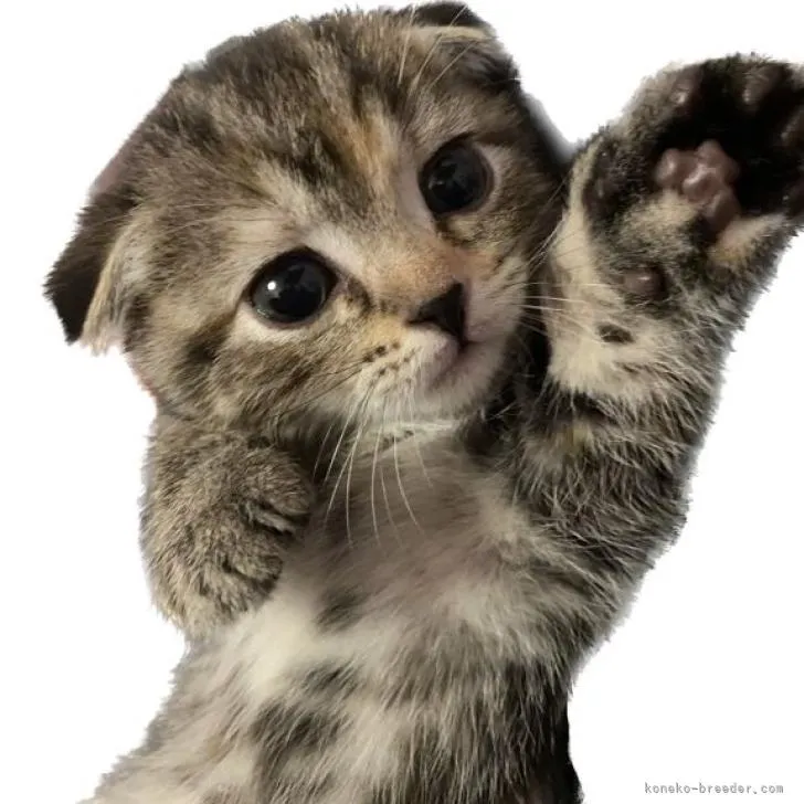 ID:2210-01717の子猫